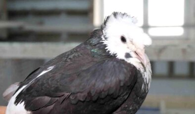 Bayburt Güvercini: Türk Fısıldayıcısı