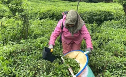Doğu Karadeniz Bölgesi’nde çay hasadı maliyetleri artınca çay kesme motorlarına ilgi arttı